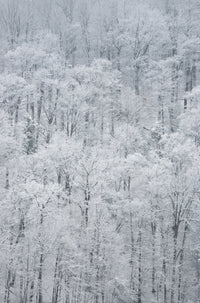 Snow-Covered Trees in Green Lakes State Park Poster Print by Chris Murray