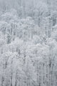 Snow-Covered Trees in Green Lakes State Park Poster Print by Chris Murray