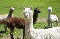 Alpaca Farm Poster Print by Julien McRoberts showcasing adorable alpacas.