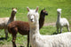 Alpaca Farm Poster Print by Julien McRoberts showcasing adorable alpacas.