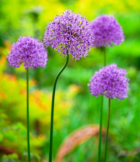 Purple Allium Flowers Fine Art Print by Julie Eggers - 18x24