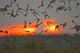 http://c328301.r1.cf1.rackcdn.com/PDDUS44LDI0651.jpg