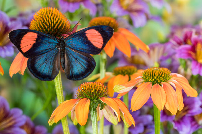 Tropical butterfly on orange coneflowers poster print by Darrell Gulin