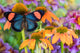 Tropical butterfly on orange coneflowers poster print by Darrell Gulin
