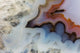 Banded Agate Close-Up Art Print by Darrell Gulin showcasing intricate patterns and colors