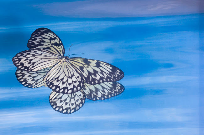 Paper Kite Butterfly Reflection Poster Print by Darrell Gulin, showcasing vibrant colors in blue water.