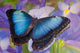 Blue Morpho Butterfly with Reflection and Dutch Iris Poster Print