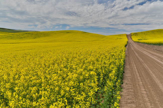 Dirt road through vibrant canola fields in Eastern Washington poster print by Darrell Gulin