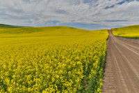 Dirt road through vibrant canola fields in Eastern Washington poster print by Darrell Gulin
