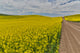 Dirt road through vibrant canola fields in Eastern Washington poster print by Darrell Gulin