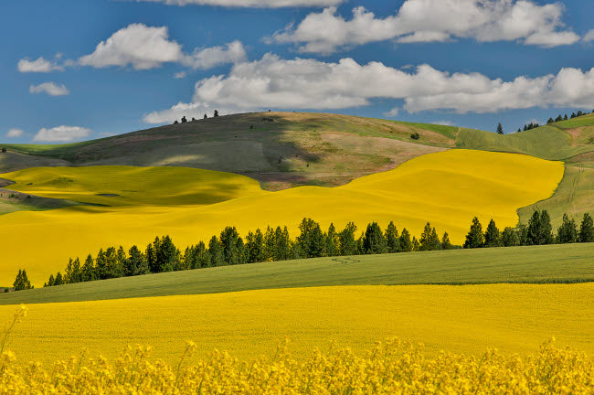 Art print of canola fields with pine trees near Kamak Butte, Eastern Washington by Darrell Gulin.