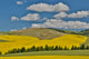 Canola Fields with Pine Trees Near Kamak Butte Fine Art Print by Darrell Gulin