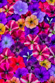 Petunia flowers pattern poster print by Darrell Gulin, colorful floral art for home decor.