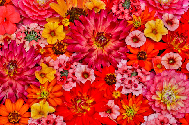 Vibrant flower pattern poster print showcasing flowers from Sammamish, Washington.