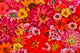 Vibrant flower pattern poster print showcasing flowers from Sammamish, Washington.