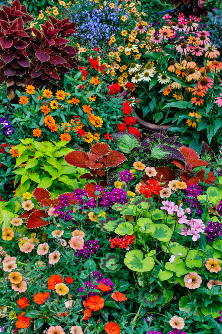 Garden in Full Bloom Poster Print by Darrell Gulin showcasing vibrant flowers.