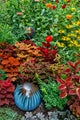 Summer Flowers and Coleus Plants Poster Print by Darrell Gulin