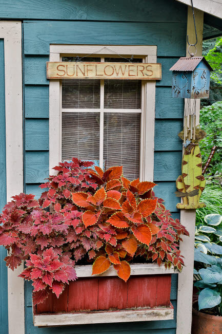 Planter Box Along Shed in Bronze and Reds Poster Print by Darrell Gulin
