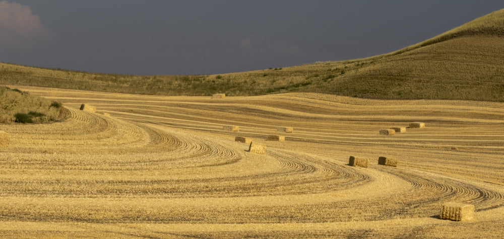 Panoramic view of wheat straw bales in a field near Colfax, WA