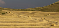 Panoramic view of wheat straw bales in a field near Colfax, WA