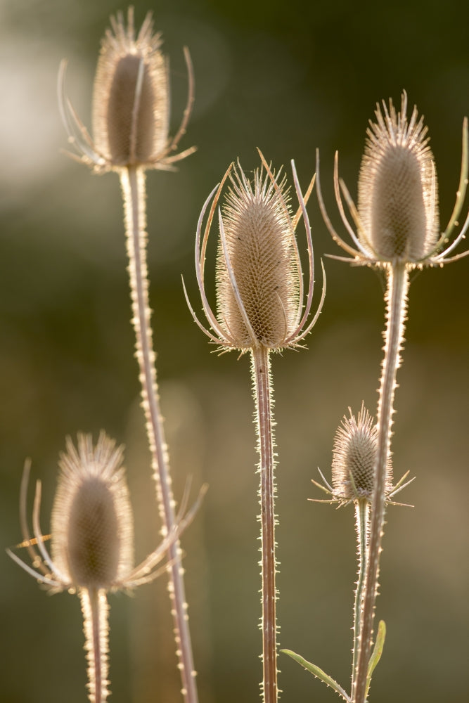 Backlit teasels in fall poster print by Deborah Winchester