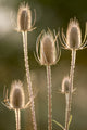 Backlit teasels in fall poster print by Deborah Winchester