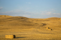 Bales of straw in a field in the Palouse region of Washington State