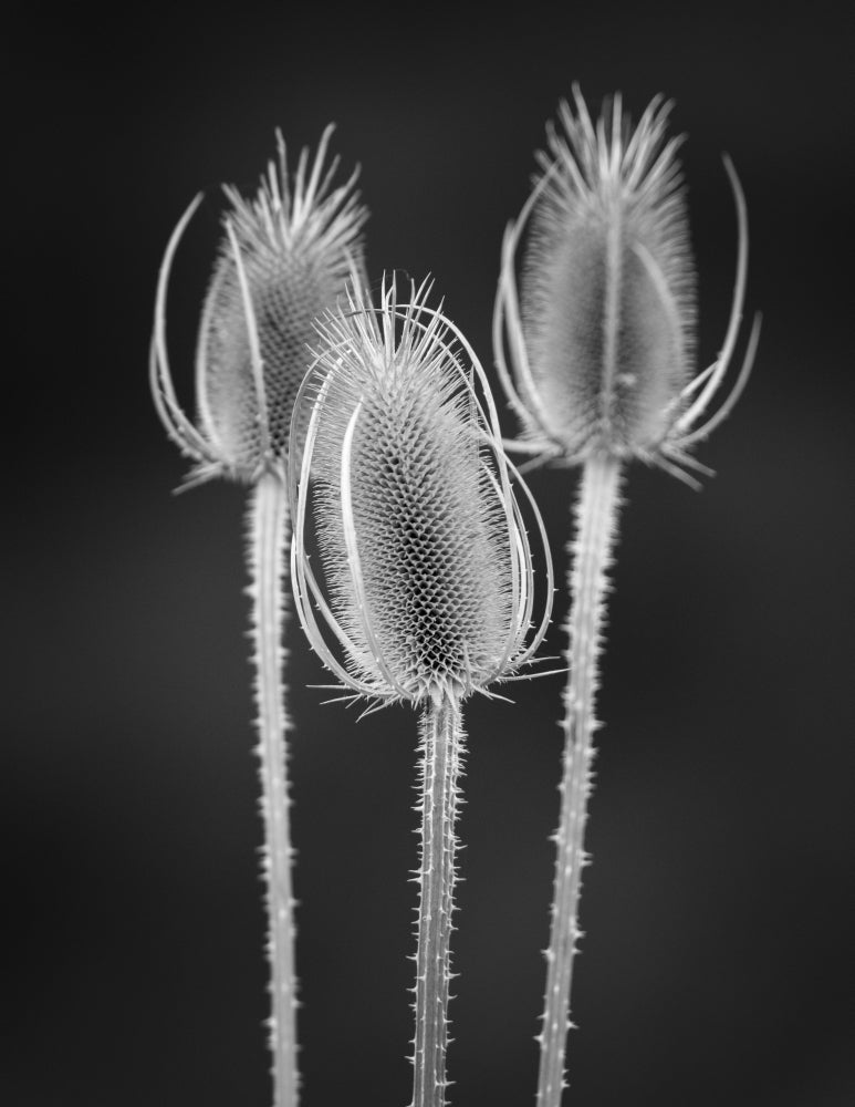 Black and white poster print of dried teasels in Washington State.