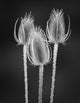 Black and white poster print of dried teasels in Washington State.