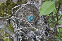 Three American Robin, Turdus migratorius, sky blue eggs in a nest at Marymoor Park