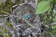 Three American Robin, Turdus migratorius, sky blue eggs in a nest at Marymoor Park