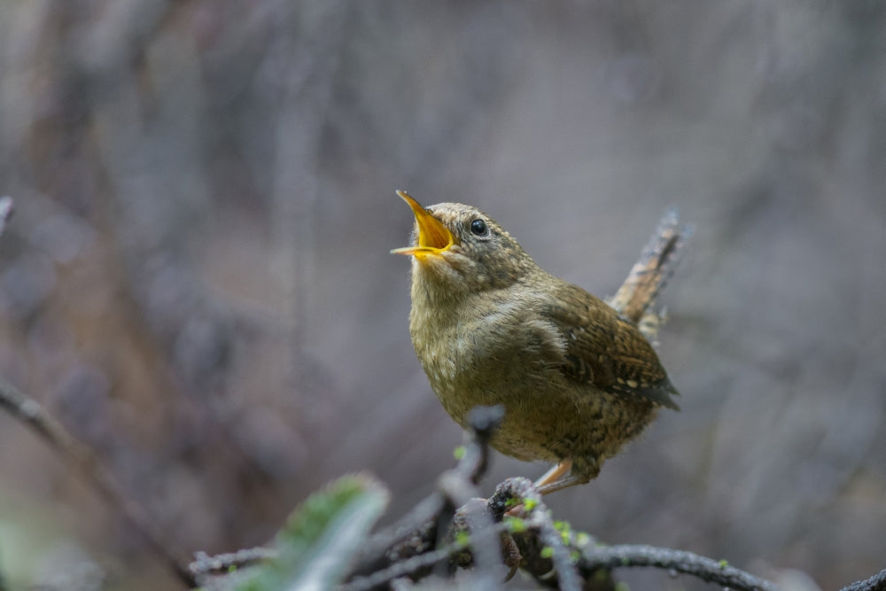 Pacific Wren singing from a perch in Washington State poster print by Gary Luhm.