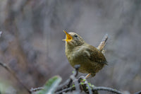 Pacific Wren singing from a perch in Washington State poster print by Gary Luhm.