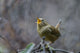 Pacific Wren singing from a perch in Washington State poster print by Gary Luhm.