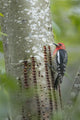 Red-breasted Sapsucker Poster Print by Gary Luhm, vibrant bird art