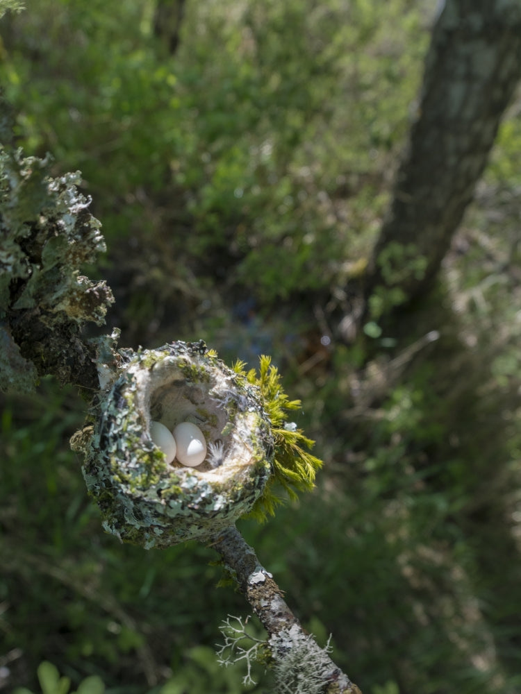 Anna's Hummingbird Nest with two eggs on a tree branch poster print by Gary Luhm
