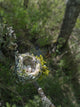 Anna's Hummingbird Nest with two eggs on a tree branch poster print by Gary Luhm
