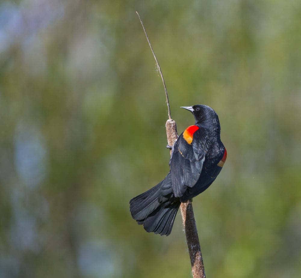 Red-winged Blackbird perched on cattail in Yarrow Bay artwork by Gary Luhm.