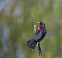 Red-winged Blackbird perched on cattail in Yarrow Bay artwork by Gary Luhm.