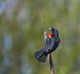 Red-winged Blackbird perched on cattail in Yarrow Bay artwork by Gary Luhm.