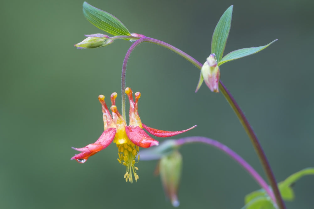 Native Red Columbine Flower Poster Print by Gary Luhm, vibrant floral artwork