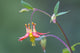 Native Red Columbine Flower Poster Print by Gary Luhm, vibrant floral artwork