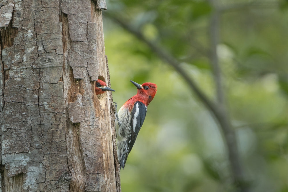 Red-breasted Sapsucker mated pair at their nest in a red alder snag - Poster Print by Gary Luhm