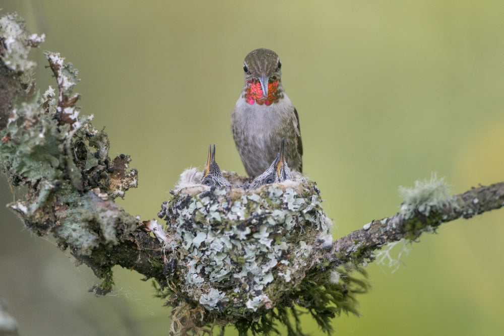 Anna's Hummingbird feeding two chicks at nest in Marymoor Park by Gary Luhm.