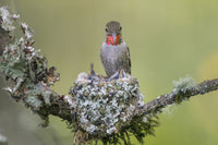 Anna's Hummingbird feeding two chicks at nest in Marymoor Park by Gary Luhm.