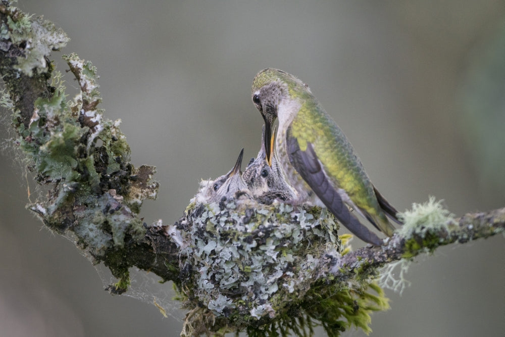 Anna's Hummingbird feeding two chicks at nest in Marymoor Park, Redmond.