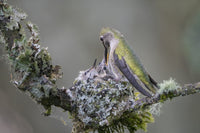 Anna's Hummingbird feeding two chicks at nest in Marymoor Park, Redmond.
