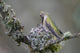 Anna's Hummingbird feeding two chicks at nest in Marymoor Park, Redmond.