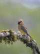 Cedar Waxwing calling from perch in western Washington by Gary Luhm poster print.