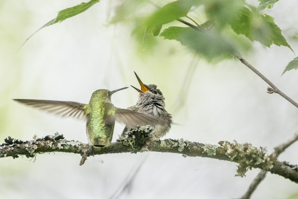 Anna's Hummingbird feeding a just-fledged chick on a branch poster print by Gary Luhm.